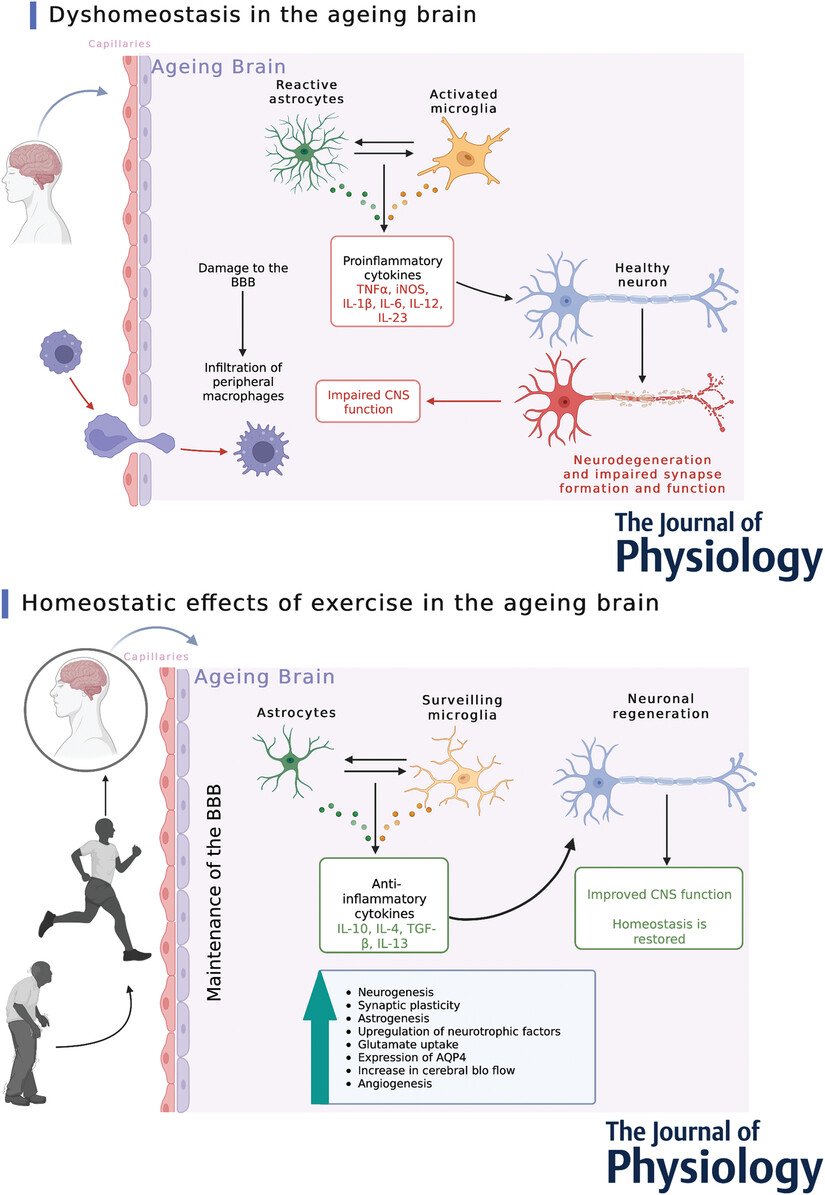 El ejercicio modula la neuroinflamación en el envejecimiento💪🧠🏋️

#ejercicio #inflamación #aging
doi.org/10.1113/JP2828…