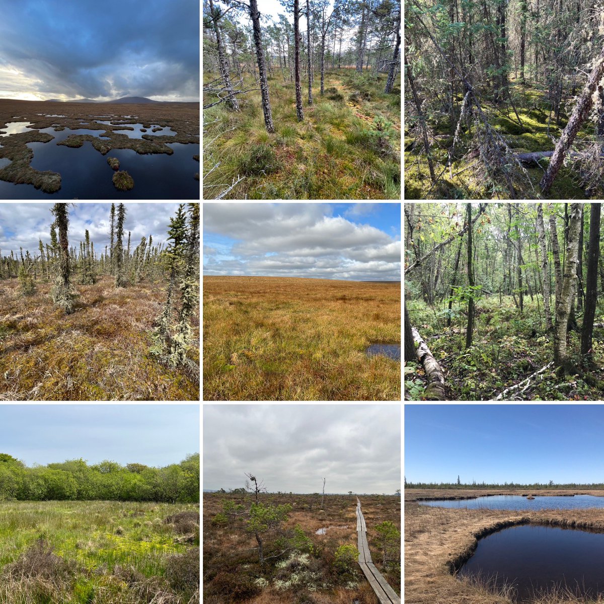 Happy #WorldPeatlandsDay! As always, feel very lucky that I get to spend my time researching these fascinating and important ecosystems! #PeatTwitter