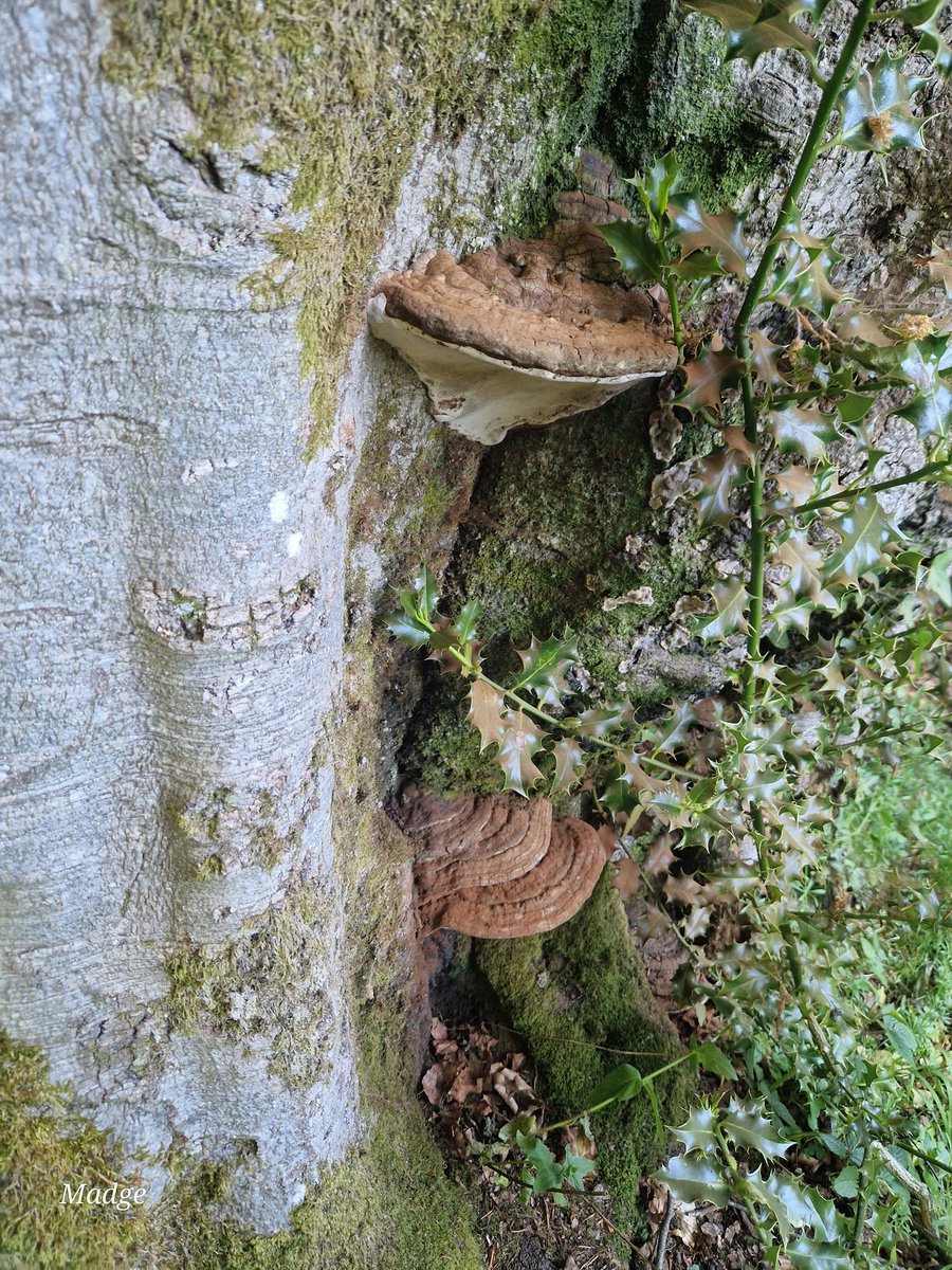 muscariamadge's tweet photo. A new patch of #ganodermaapplanatum #artistsbracket found in my woods 🥰 VC41
#fungifriday https://t.co/rhyUWjUCLc