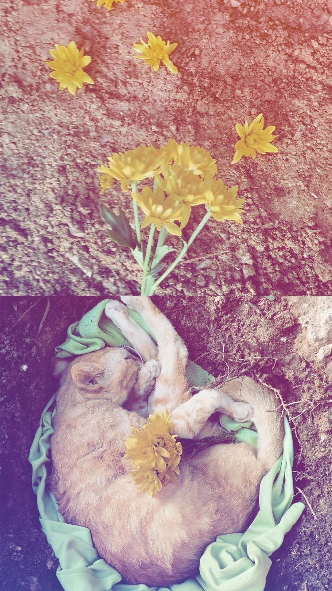 ผมมาส่งเธอกลับดาวได้แค่นี้นะ💐