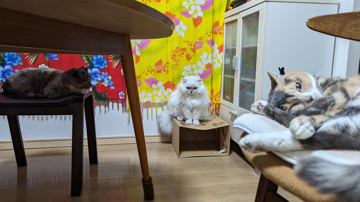 maychikorilalan's tweet photo. 今日の三人姫

にゃーんと！
3ニャンがフレームインしました🫢💡💡💡

#猫がいる暮らし https://t.co/qRH7u92ZtX