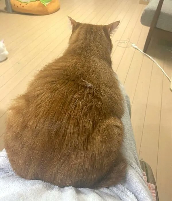 「小さくて線が細い生後3カ月の保護猫 4年後には「大きくて頼もしい背中」が魅力的な」|ごる猫 Σ(っ=ΦωΦ)っのイラスト