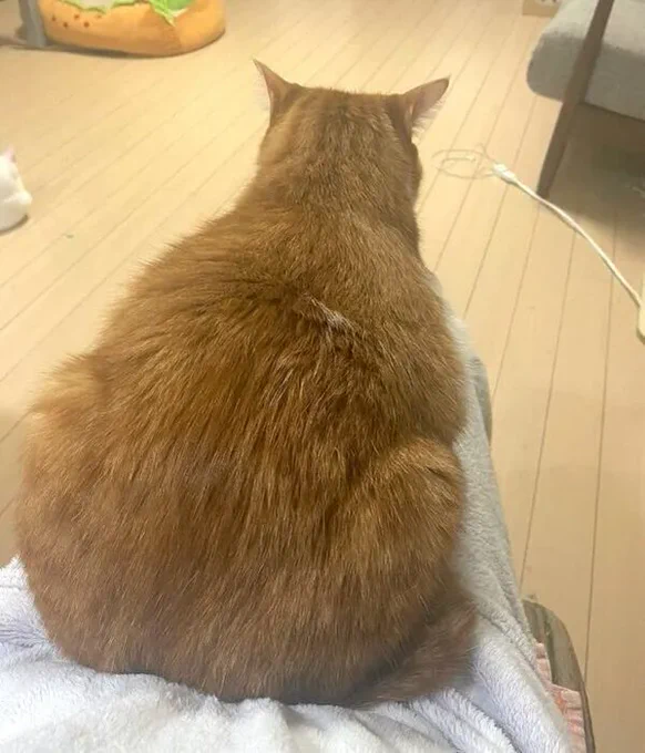 小さくて線が細い生後3カ月の保護猫 4年後には「大きくて頼もしい背中」が魅力的なコに大成長!|ねこのきもちWEB MAGAZINE 