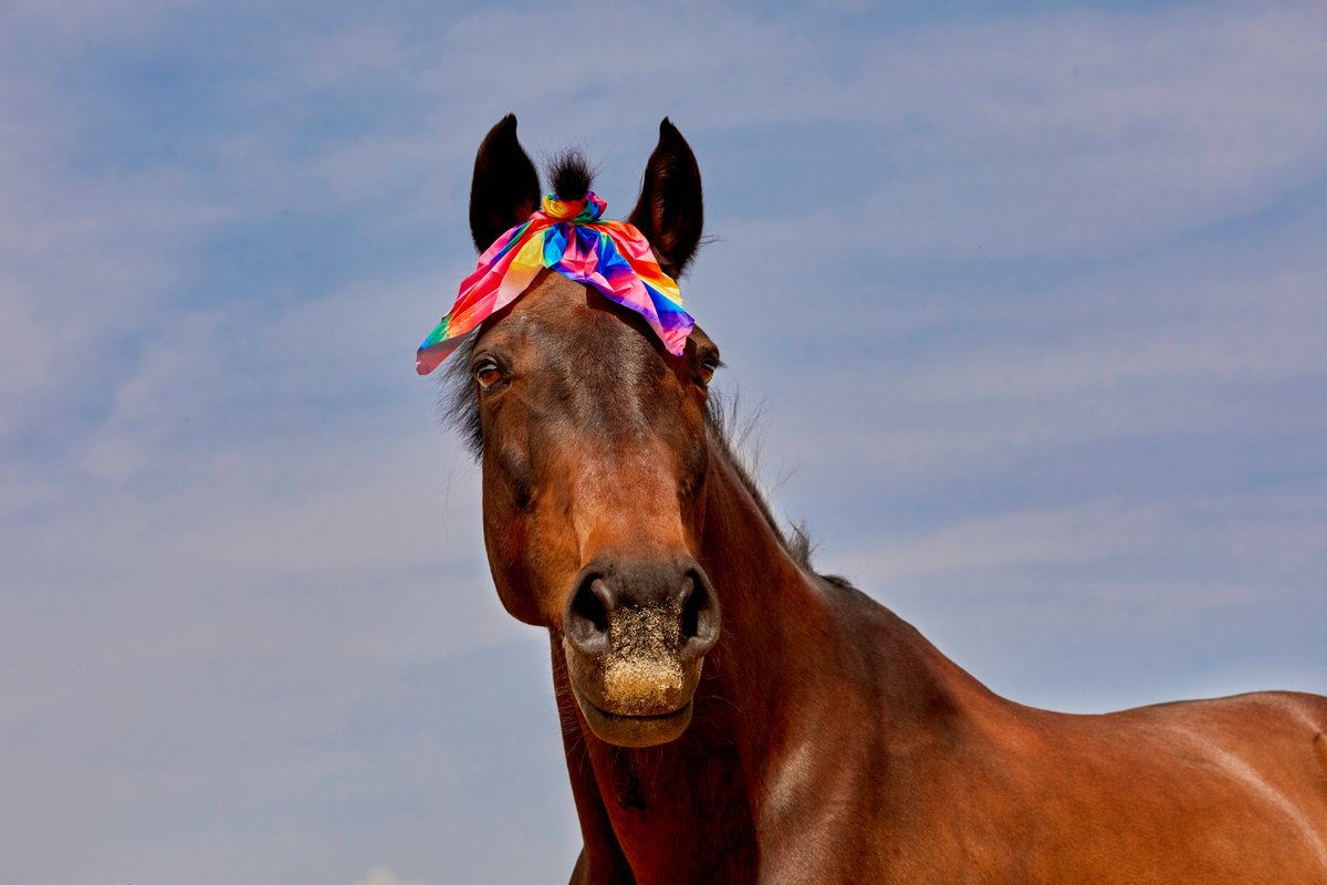 To celebrate #PrideMonth, we want to see how equestrians celebrate pride, together, with their horses  all around the world! 🌈

Share your photos, videos &amp; stories with the hashtag #PoniesWithPride and we’ll repost our favourite moments throughout June! 

#HappyPride! 🦄 🏳️‍🌈