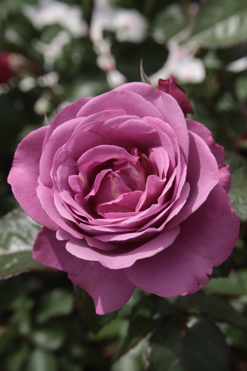 Rose ☺️
