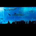 一度は行ってみたい!北海道から沖縄まで全国の人気水族館40館のまとめ!