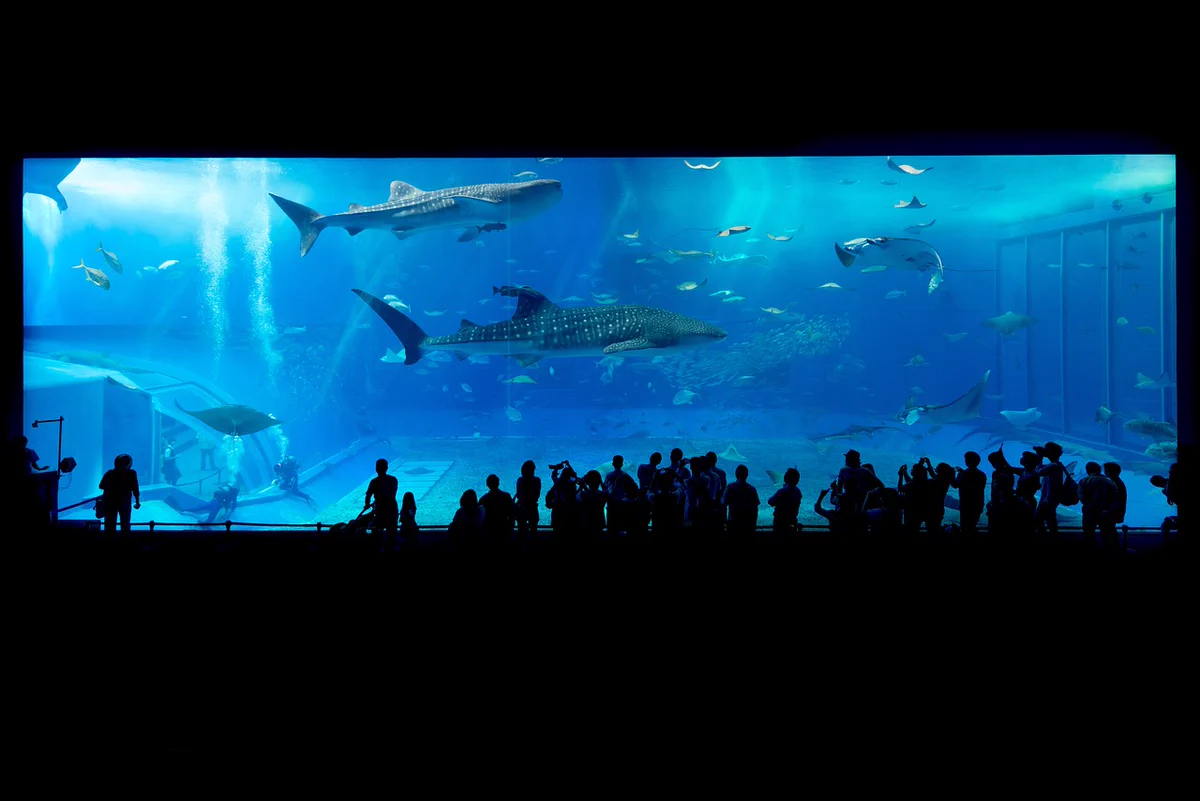 一度は行ってみたい！北海道から沖縄まで全国の人気水族館40館のまとめ！