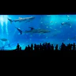 一度は行ってみたい!北海道から沖縄まで全国の人気水族館40館のまとめ!