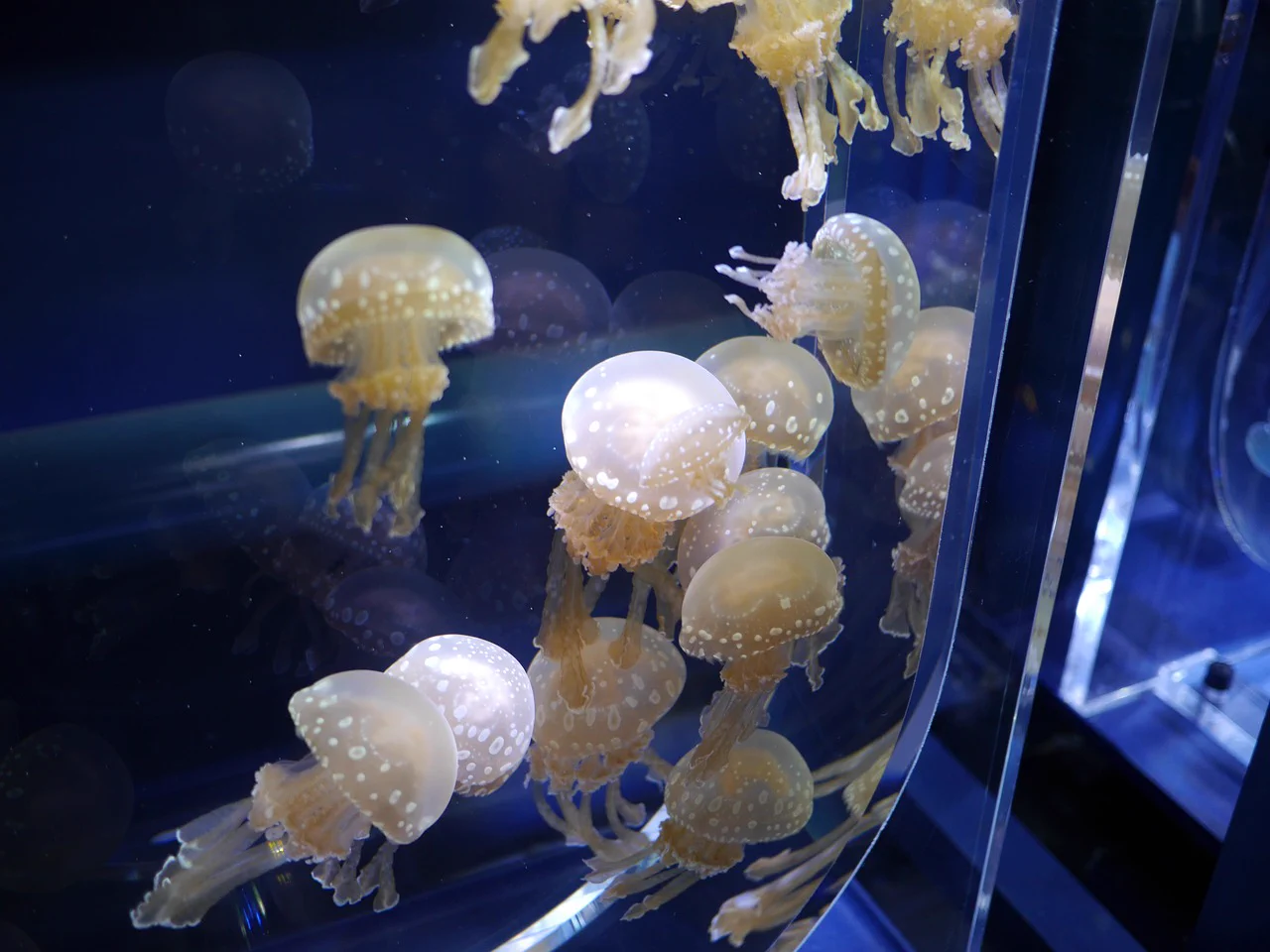 一度は行ってみたい！北海道から沖縄まで全国の人気水族館40館のまとめ！