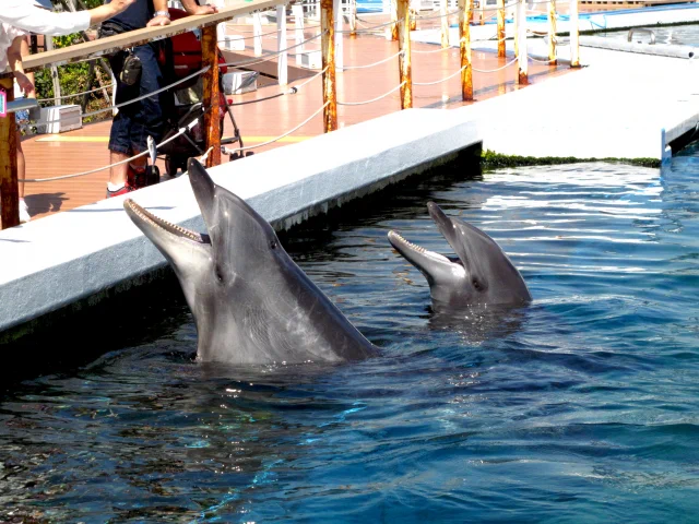一度は行ってみたい！北海道から沖縄まで全国の人気水族館40館のまとめ！