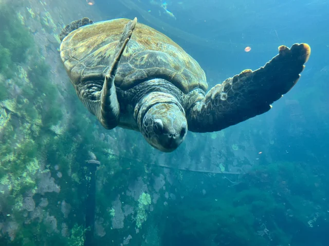 一度は行ってみたい！北海道から沖縄まで全国の人気水族館40館のまとめ！