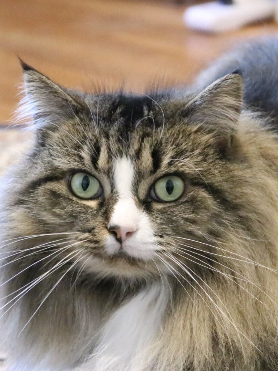 LittleMaineCoon's tweet image. I didn’t know Clinton very well, but I know he was one of your best pals, Mr Tibbs. So I know he was a great kitty. I’m purring for you and all who are missing him today. #RIPClinton ❤️