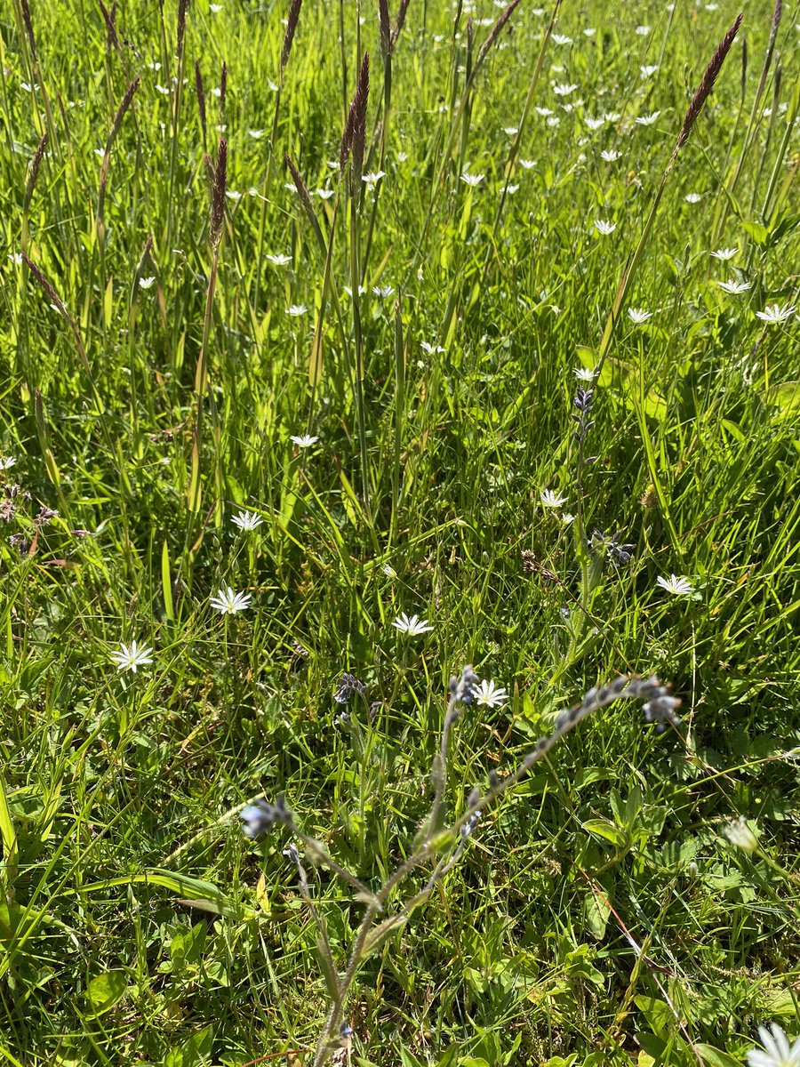 Forget-Me-Not, Bugle and Lesser Stitchwort in our ‘don’t mow’ area!