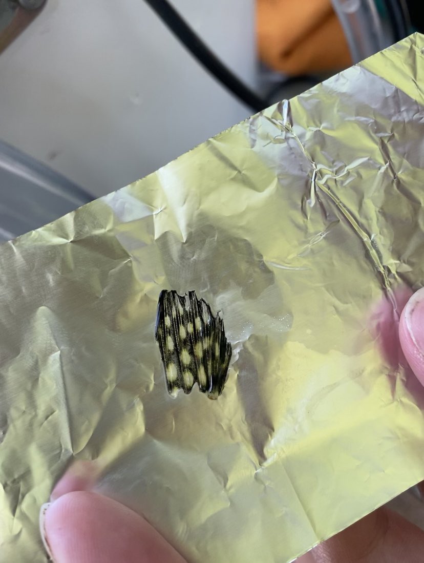 EmilyRLechner's tweet photo. This week (during the local heatwave), I assisted @amberlfedus in tagging walley, perch, smallmouth bass and black crappie with @Innovasea tags for acceleration and movement tracking. Below are images/clips of incision sutures, set up and fin clippings for stable isotope sampling https://t.co/SAvZtEWh67