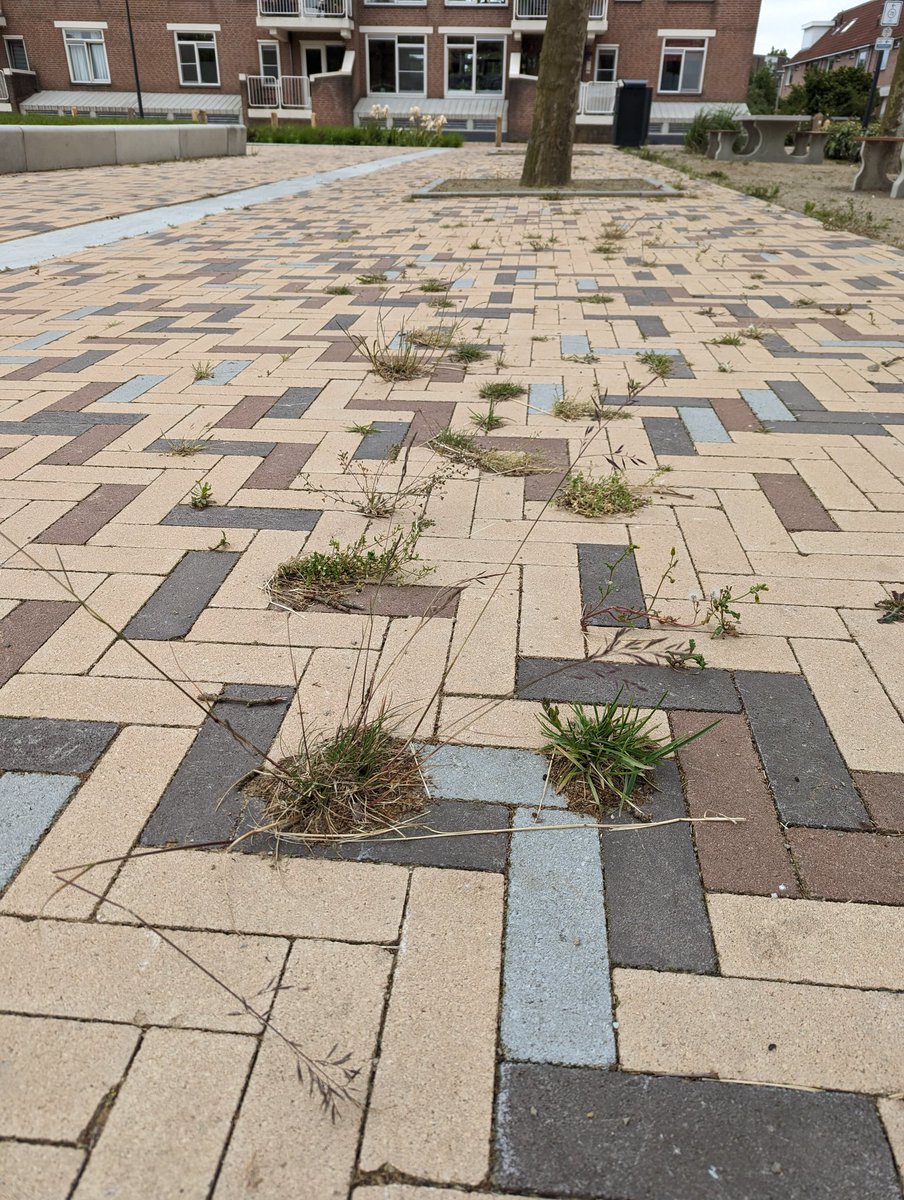 De zomerkade is zo mooi geworden, kleurrijk alleen jammer dat het onkruid/gras zo hoog tussen de stenen zit. <a href="/Gemeente_Huizen/">Gemeente Huizen</a>