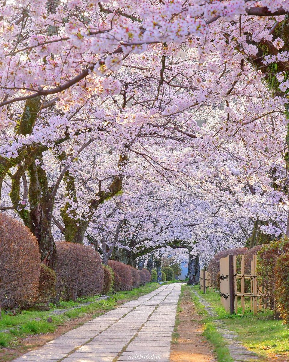 Path of Philosophy, Kyoto💗🌸
📸instagram.com/ariel1162km?ig…