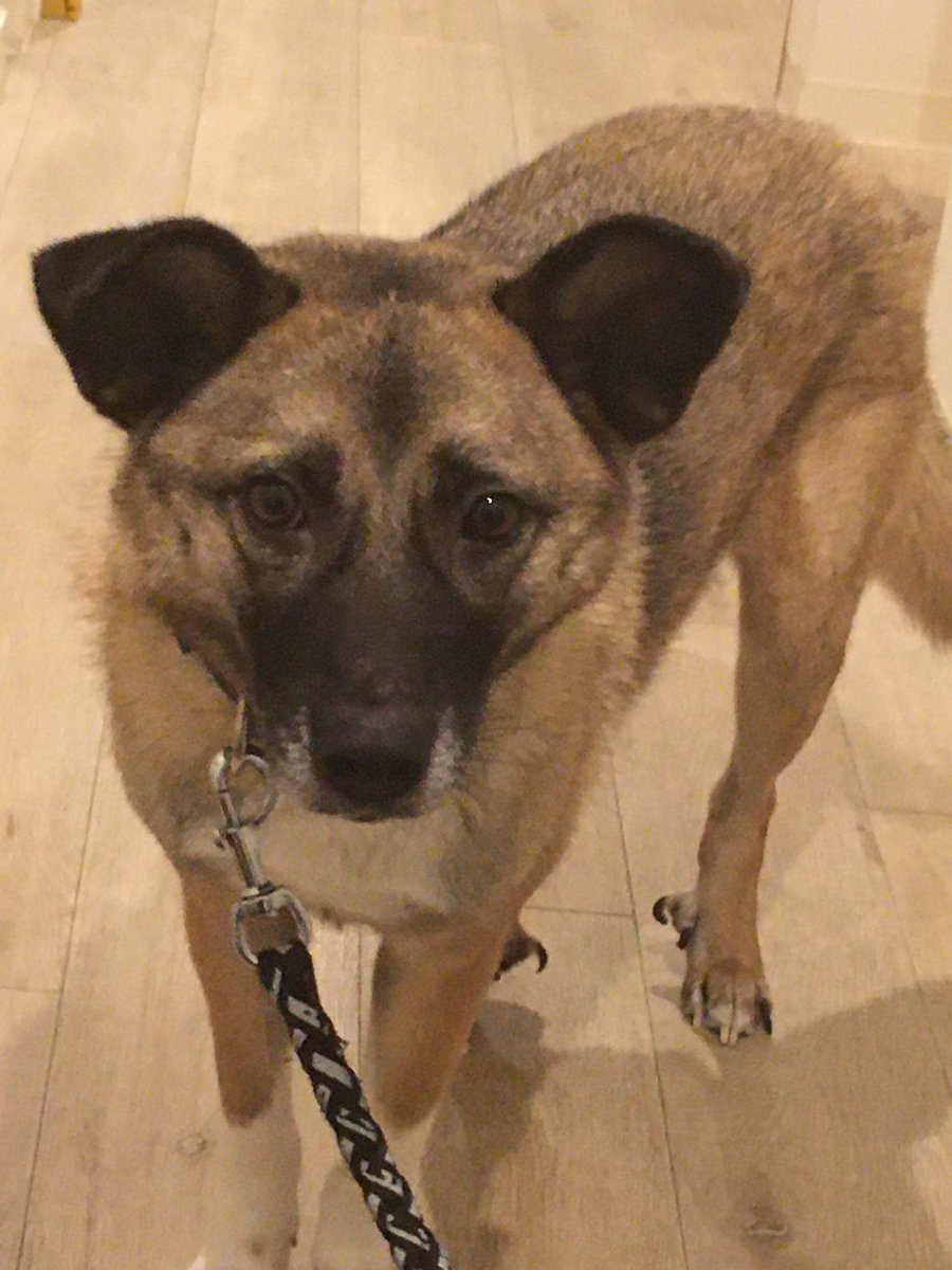 冗談でおさんぽって言ったら頭おかしい人だと思われちゃった