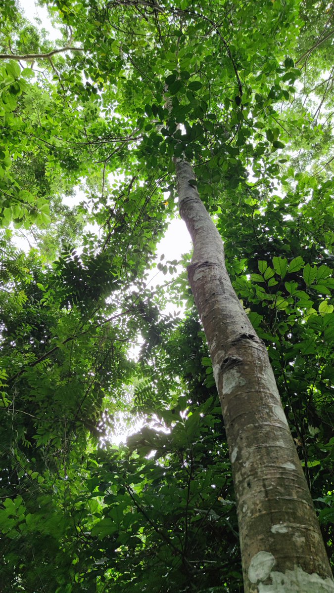 eTrees 🌱 tweet media