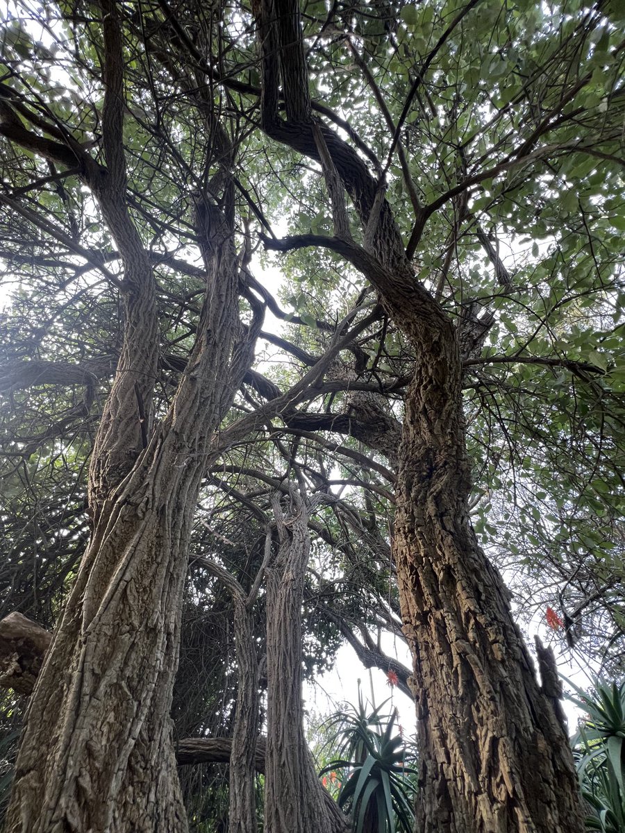 JudeStevens's tweet image. Good morning tree friends from this mountain silver oak. Interesting bark, I think 🪵🌿. #trees #treefriends #nature