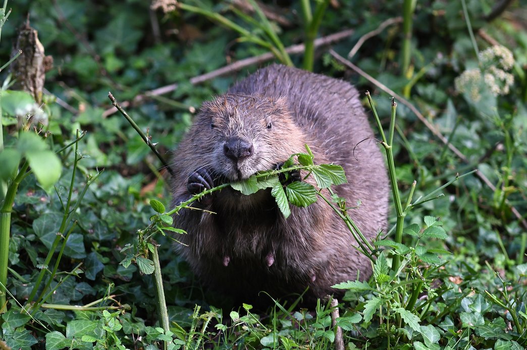 We've launched our  Wilding Profile article series covering the roles species play in transforming Britain's ecosystems. So far bison and beavers! 🌿 

restoreourplanet.org/blog/

#Wilding #RestoreOurPlanet #BritishConservation #ConservationOptimism #Beavers #Bison