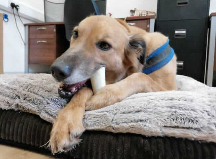 Please share to help Boyce find a home #WOKING #SURREY #UK 

Affectionate Saluki Cross aged 6. Given up, unwanted by his owner. He is looking for a loving adult home as the only pet. Please read full details ⭐️ 

DETAILS or APPLY👇
rspca.org.uk/findapet/detai…… 
#dogs #pets #Saluki