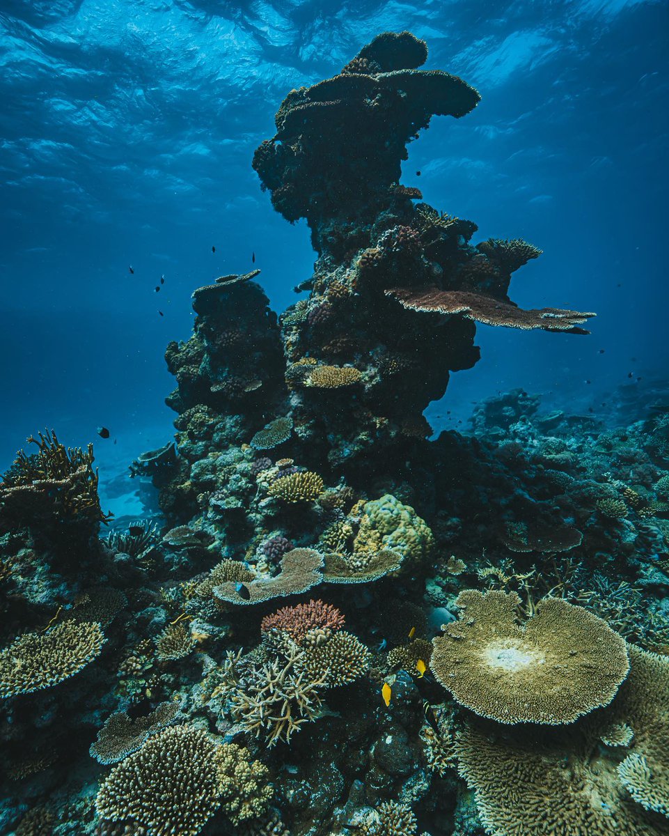 PADI's tweet photo. Will YOU be one of our winners? 🪸 

Get involved in The Great Reef Census &amp; win amazing prizes while also protecting our planet. 🌍 Giveaway details can be found in our last post!

Check to see who's in the lead 👉 https://t.co/SWaMoadvDy

📷: IG user 'carloschasingsharks' https://t.co/zGQLwInEOQ