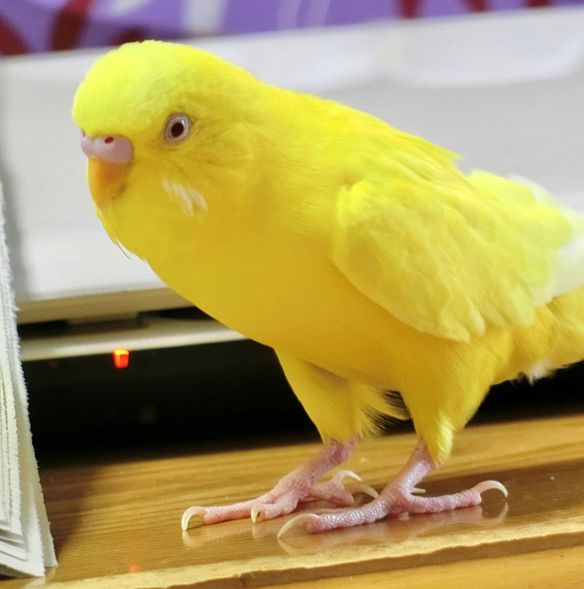 fufukoubou's tweet photo. #とわに遺骨ペンダント　グラデーション #G201 [ イエロークリア ]

美しい黄色のインコさんに似た色の黄色のグラデーションを選ばれました。

お喋り大好きなピースさんのご家族様
掲載ご快諾ありがとうございます。

＃黄色のインコ ＃遺骨ペンダント https://t.co/QS12qOksM3