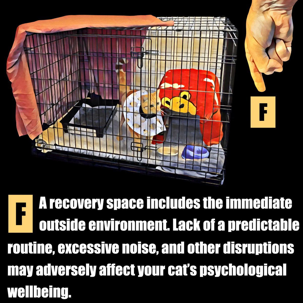 A feline recovery space includes the immediate outside environment. Lack of a predictable routine, excessive noise, and other disruptions may adversely affect a cat’s psychological wellbeing. Learn more about safe recovery from orthopaedic surgery at vetlessons.com/safe-recovery-…