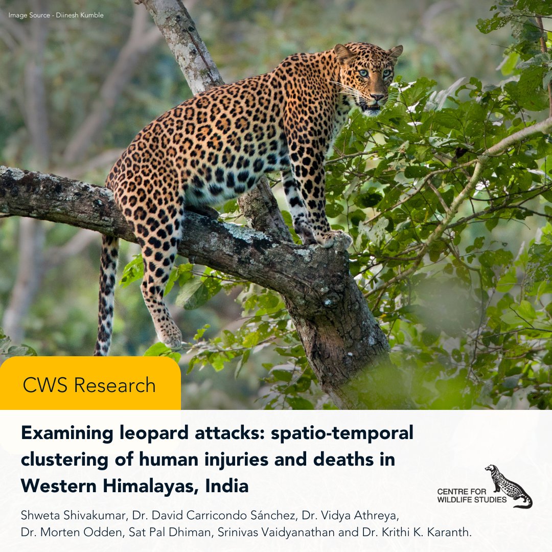 cwsindia's tweet photo. We are pleased to share with you our latest paper titled, Examining leopard attacks: spatio-temporal clustering of human injuries and deaths in Western Himalayas, India.
Please read more about the study at https://t.co/JuLuZeY1LI
#CWSIndia #WildScience #leopard #leopardattacks https://t.co/XmV0OOZuwH