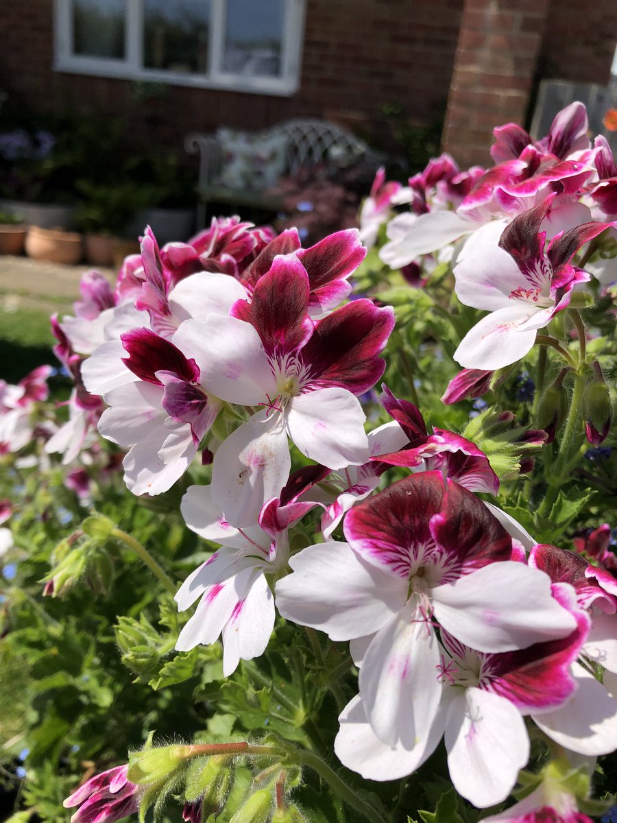 Heather_GKey's tweet image. Decorative Pellie ‘Australian Mystery’ finally enjoying the sun again in the garden! It’s been a cold few days.