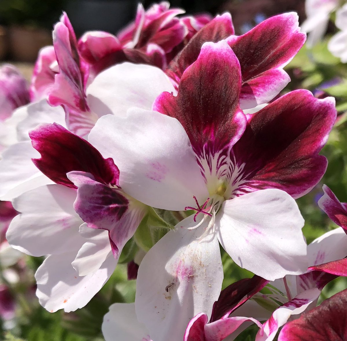 Heather_GKey's tweet image. Decorative Pellie ‘Australian Mystery’ finally enjoying the sun again in the garden! It’s been a cold few days.