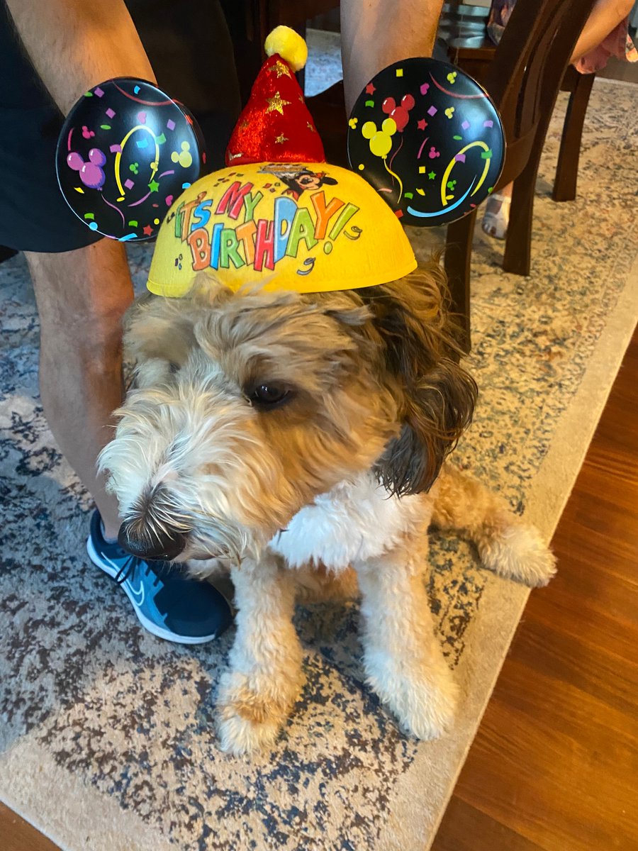 Happy Birthday to Callie, the facility dog at John Bonfield! ❤️