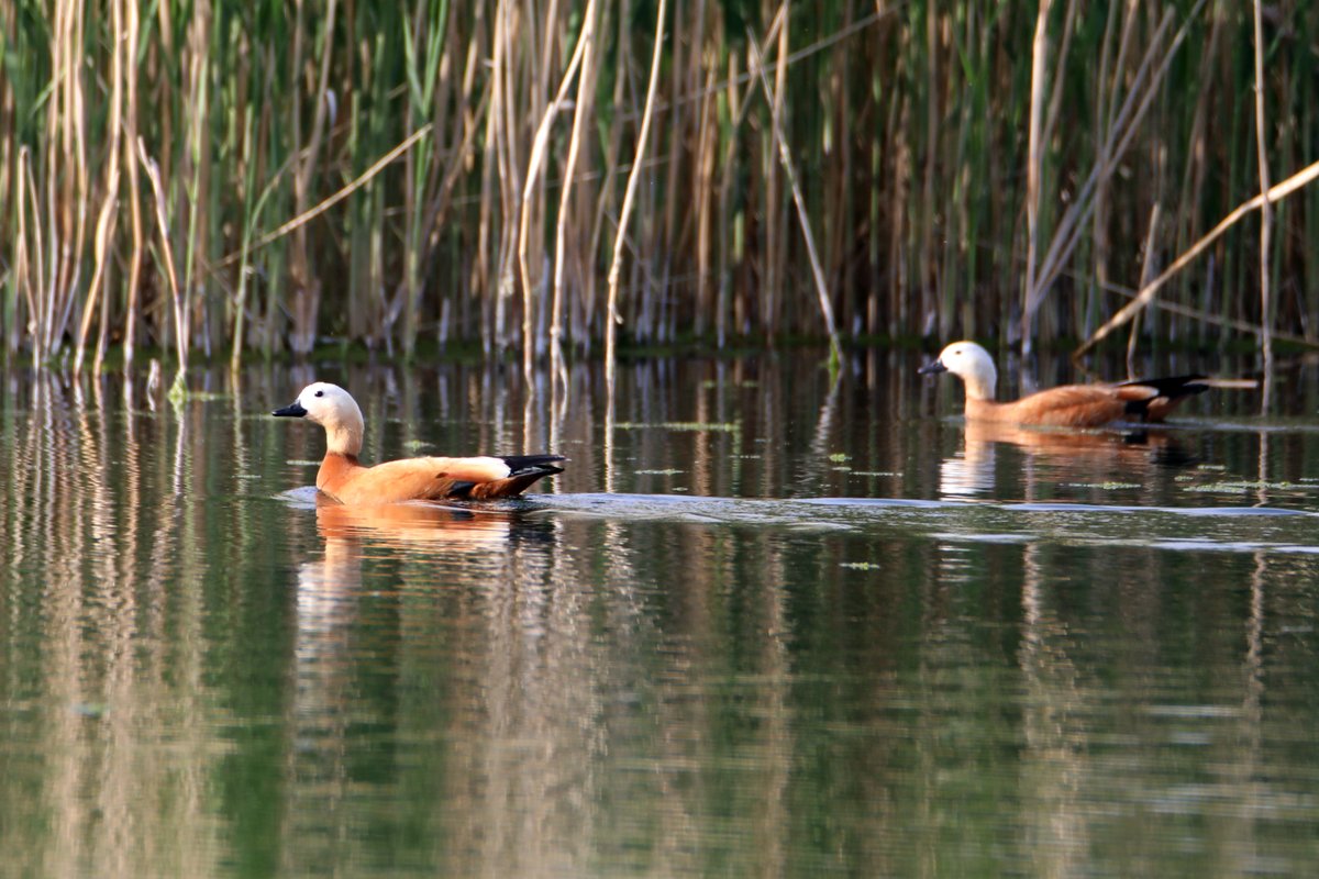 🐦 #Kars'taki Çalı Gölü'nde bugüne kadar 185 türden kuş gözlemlendi