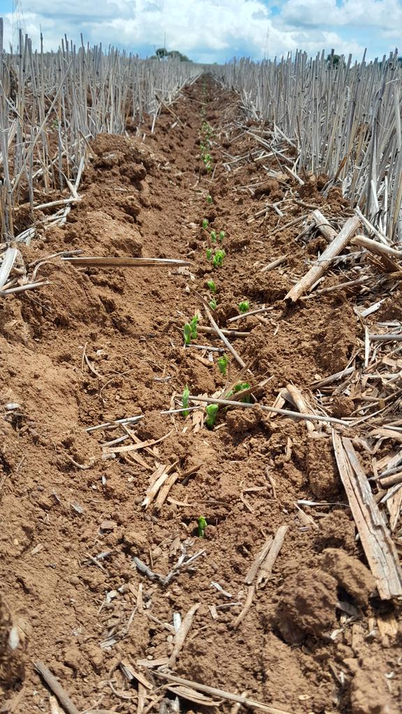 Whether it's the early season frost, hail, wet or dry conditions affecting your #Crop23, you can count on #TheStressRelieverTechnology people from #OmexCanada to provide you solutions for your crops at herbicide time. #C3 #P3 #Nutriboost #PGRs #Biologicals. DM your #OmexRep today