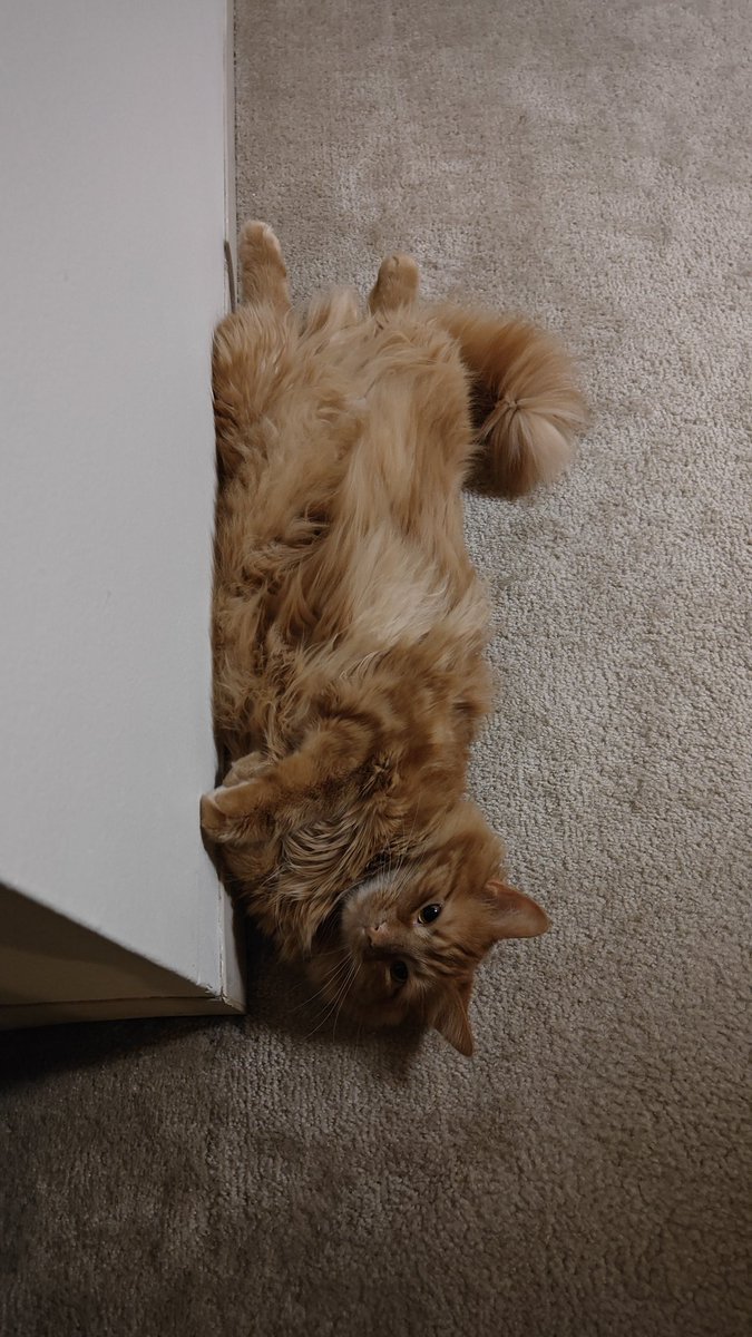 Case_Merrick's tweet photo. @hankgreen My boy enjoys this wall in particular https://t.co/nCuMsdrPfE
