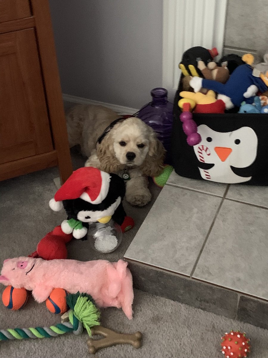 Has anyone seen my puppy?