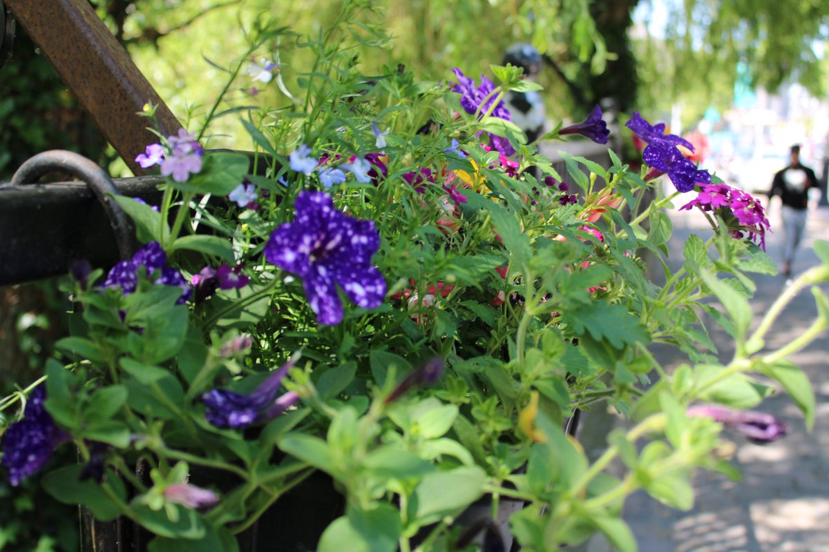 newworkjunction's tweet image. Sunny Carlow town is blooming brilliant for remote workers with time, not wasted commuting, for their legs. Start with a local baked bun at Cindy’s then nike it, bike it, or trike it because when you fine dine on the hoof the aul calories go puff.