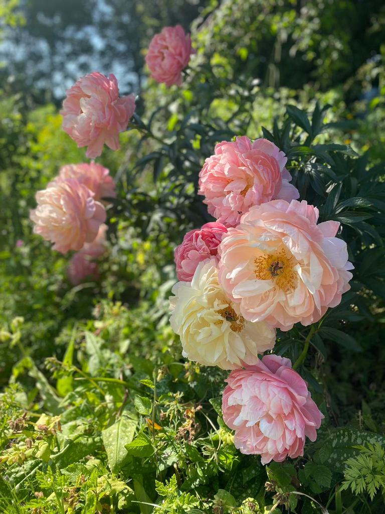Peony heaven at strawberrycottage.co.uk