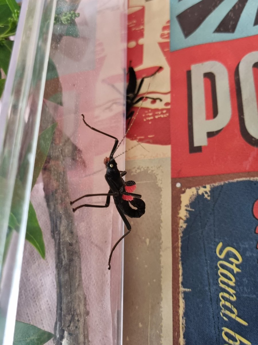 IsaakDufosse's tweet image. Ces bestioles jettent du liquide toxique qui pue et sorte des ailes rouges quand elles se sentent menacé #phasme #peruphasmashutlei #insecte #élevage
