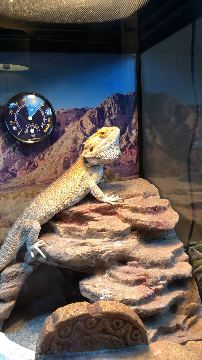 NV Rivera tweet media