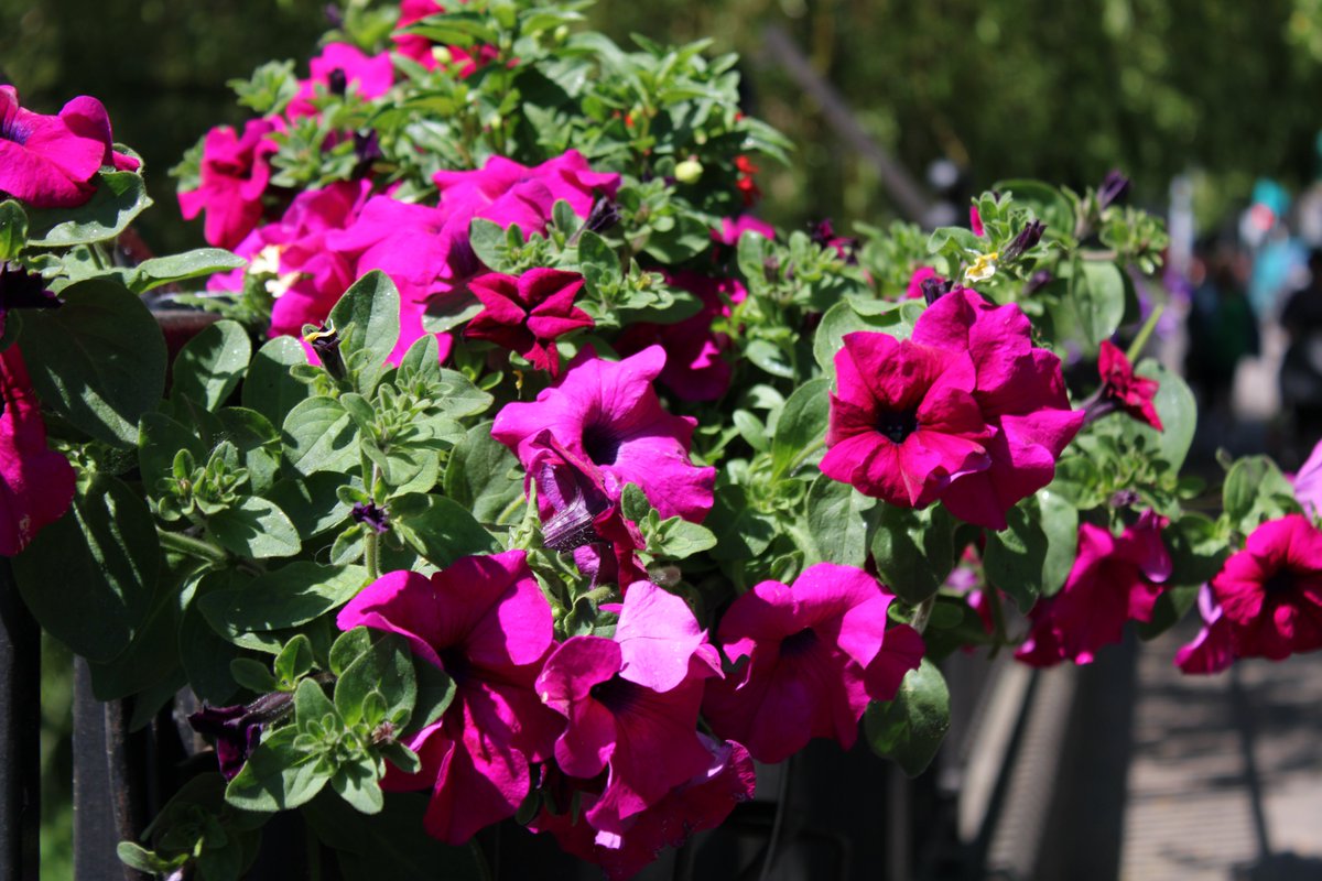 newworkjunction's tweet image. Sunny Carlow town is blooming brilliant for remote workers with time, not wasted commuting, for their legs. Start with a local baked bun at Cindy’s then nike it, bike it, or trike it because when you fine dine on the hoof the aul calories go puff.