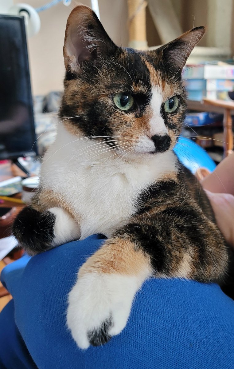 Phil Gonzales - The Berenstain Bears Podcast Guy (@pcorygonzales) on Twitter photo 