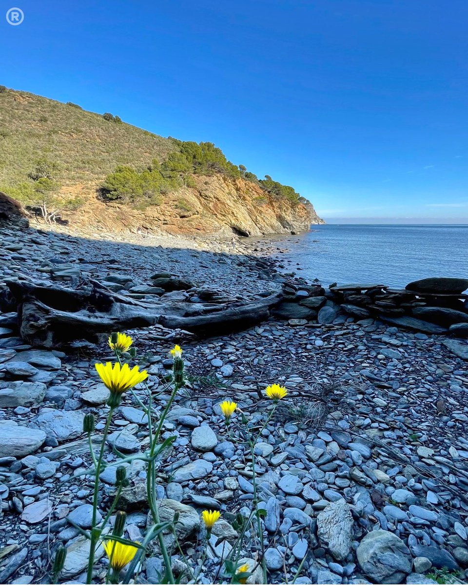 Bon dia! 🌼🌼🌼

¡Buenos días! 🌼🌼🌼

Bonjour! 🌼🌼🌼

Good morning! 🌼🌼🌼

Guten Morgen! 🌼🌼🌼

Goedemorgen! 🌼🌼🌼

Buongiorno! 🌼🌼🌼

@costabrava @badiaderoses @catexperience @ajroses @cami_de_ronda @aempordaturisme @redcostabrava @empordalovers