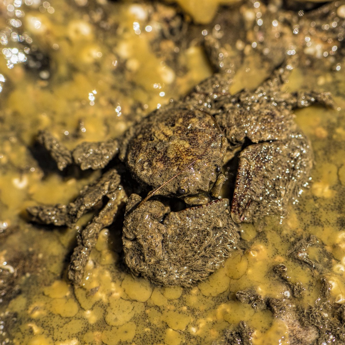 Who fancies coming along for a guided Rockpool Ramble at Kimmeridge tomorrow?  We'll be exploring the shore to discover & learn more about the animals that live there. Call the Wild Seas Centre on 01929 481044 to book ~ Sarah @DorsetWildlife @visit_dorset  dorsetwildlifetrust.org.uk/events/2023-06…