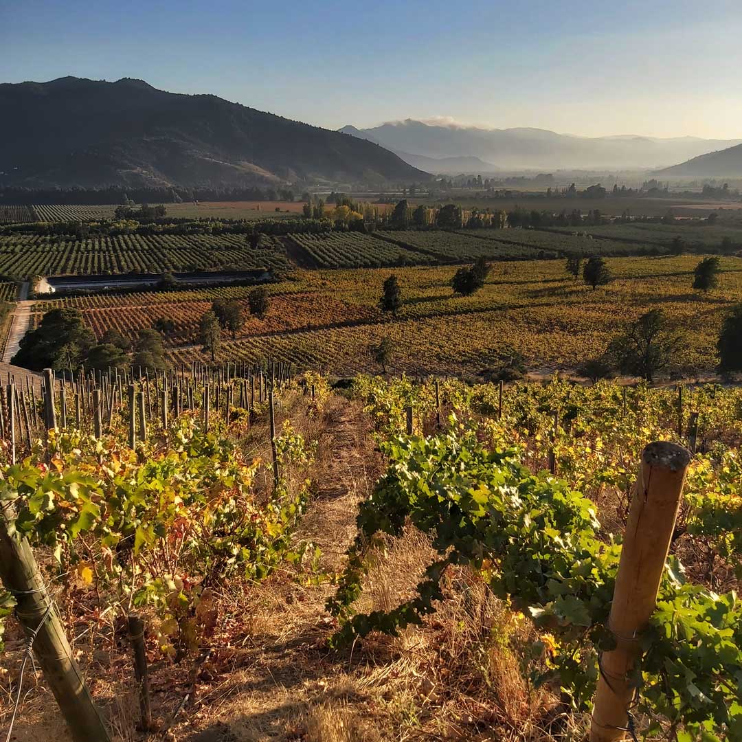 ¡Las vistas otoñales en Hacienda Araucano son simplemente inolvidables!
Ven y admira con nosotros la magnificencia de este entorno sin igual. 

¡Te invitamos a ser parte de esta conexión especial con el terruño y la naturaleza!
#HaciendaAraucano #Vino #Naturaleza #Paisaje #Otoño