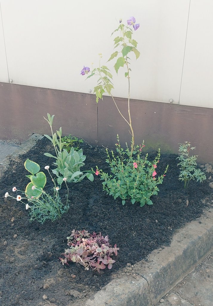 Bit of wellbeing Friday activity -improving the environment for our bees and patients too.   Started by <a href="/Kathryn55046977/">Kathryn Hall</a>  and added to by me.     <a href="/enviromentalist/">ENVIRONMENTALIST🇳🇵</a> #nhswellbeing  #nhsgardens #saveourbees