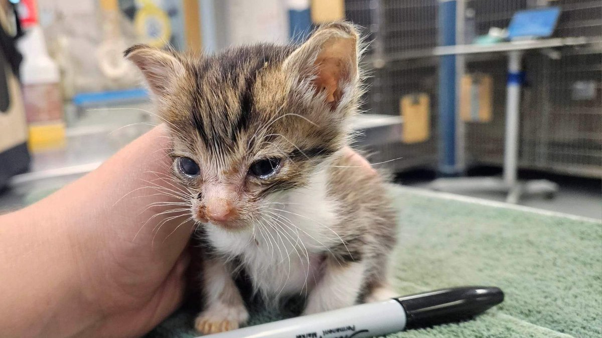 The Arrow Fund tweet media