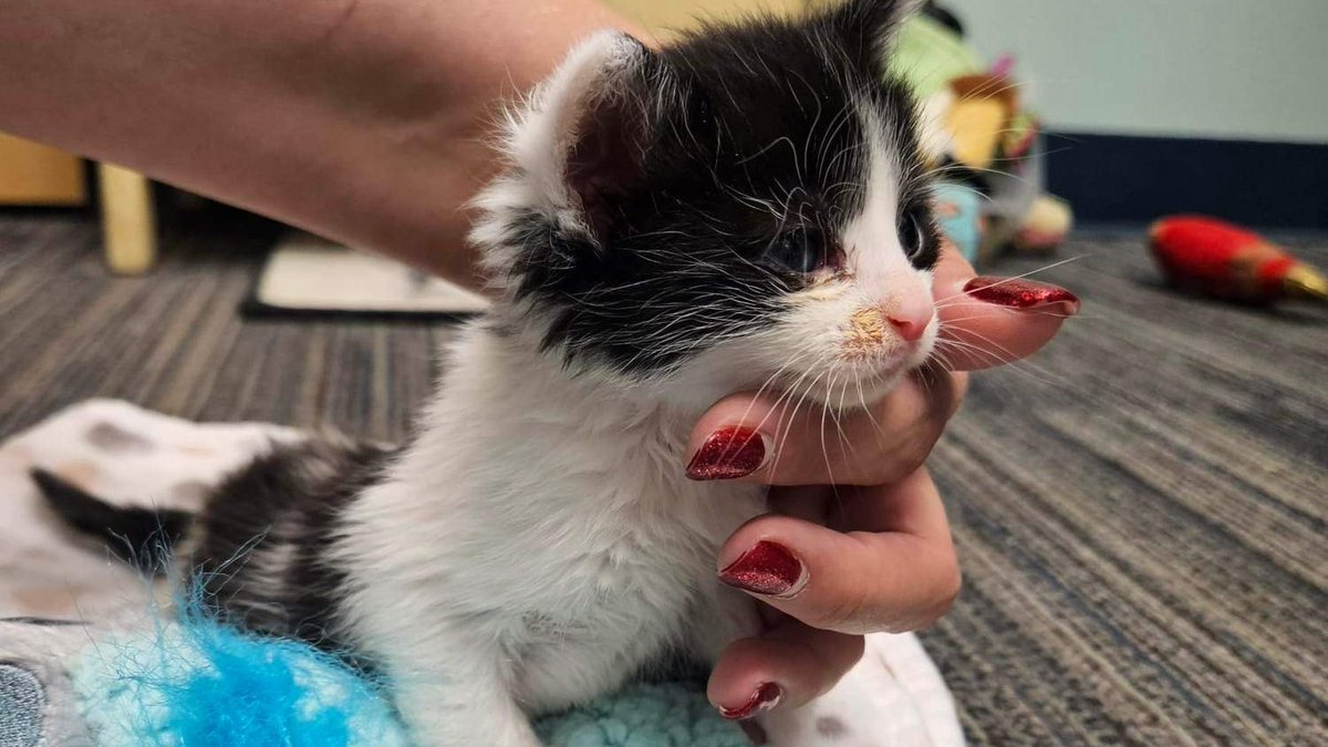 The Arrow Fund tweet media