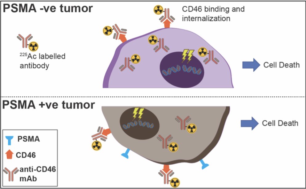 Treatment of #ProstateCancer with CD46 targeted 225ac alpha particle radio-immunotherapy. #BeyondTheAbstract on UroToday > bit.ly/43YjGJL @CCR_AACR @anilbidkar1 @flavell_rob