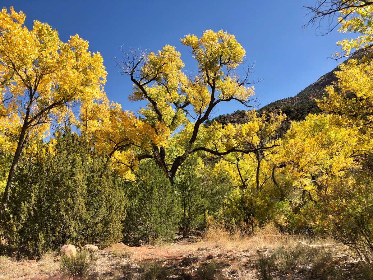 As spring begins to unfold #cottonwood seeds are starting to drop 💨

#DYK Cottonwood seeds can stay airborne for days 🤯
Throughout their drop they can cover up to 5 miles in distance 📏🌎